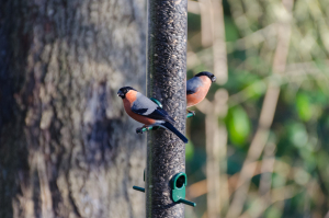 Bullfinches Ian Henderson.jpg